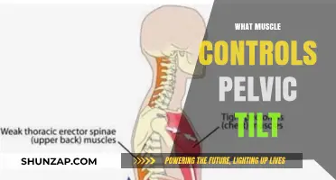 Pelvic Tilt: Which Muscles Control the Pelvis?
