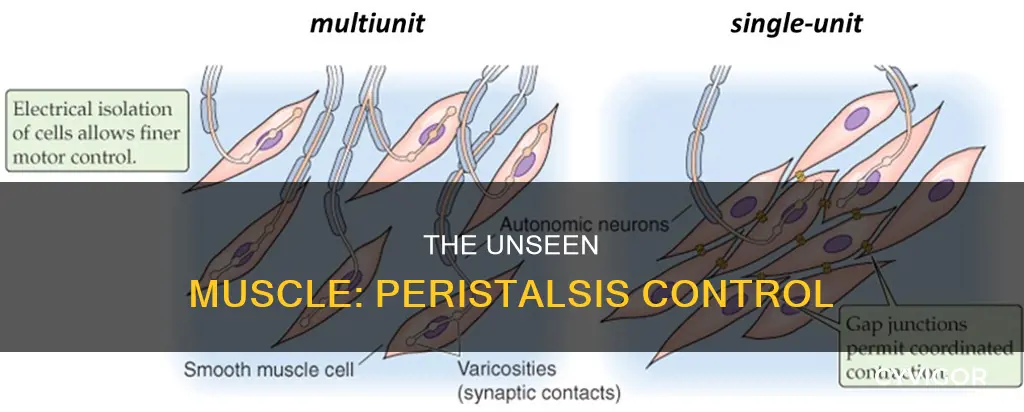 what muscle controls peristalsis