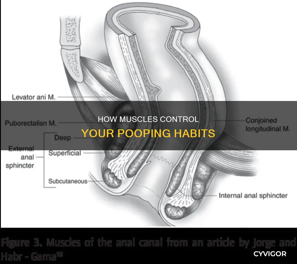 what muscle controls pooping