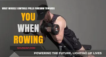 Biceps Brachii: The Key Muscle for Pulling Forearm in Rowing