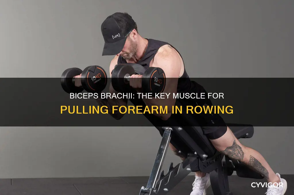 what muscle controls pulls forearm towards you when rowing