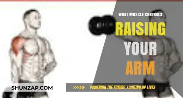 Understanding the Muscles Responsible for Raising Your Arm