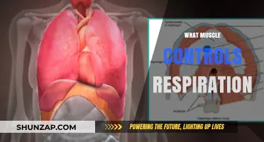 Muscles Behind Breathing: A Vital Function