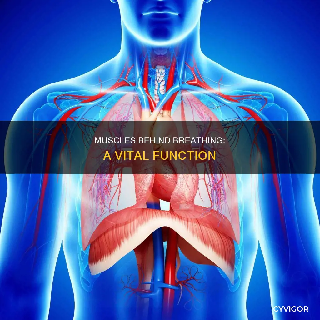 what muscle controls respiration