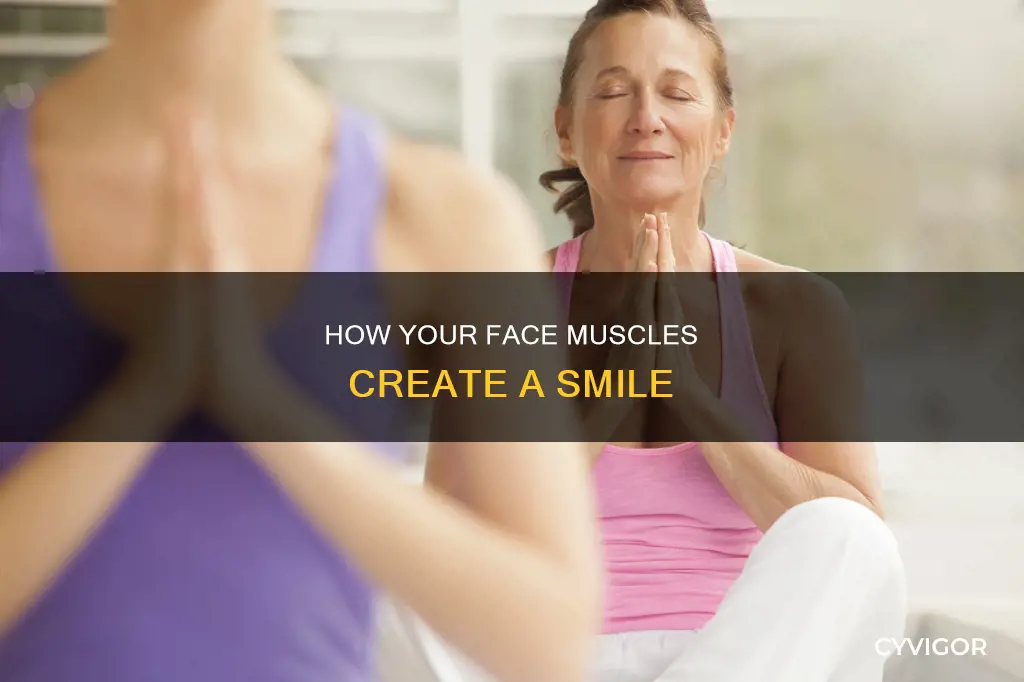 what muscle controls smiling