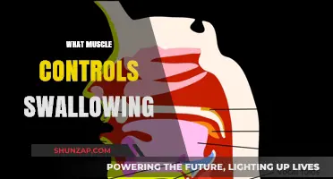 The Muscle Behind Swallowing