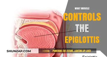 How the Epiglottis is Controlled by Muscles