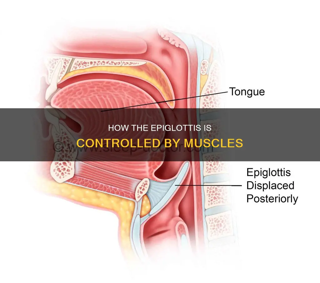 what muscle controls the epiglottis