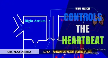 The Heart's Beat: Uncovering the Muscle Behind It All