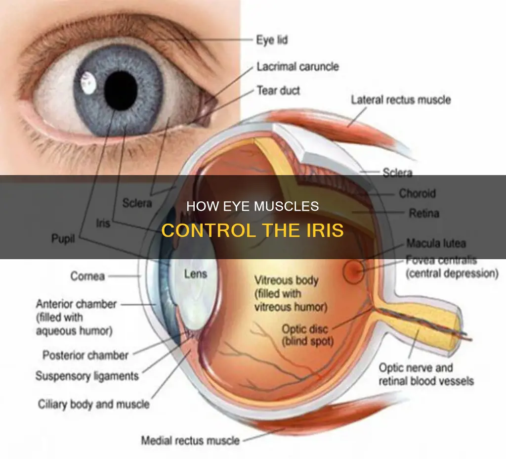 what muscle controls the iris