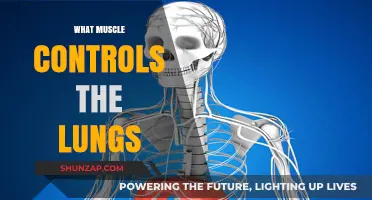 Muscles Behind Our Breathing