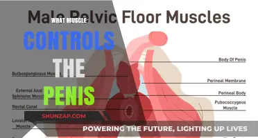 The Muscle Behind Male Anatomy