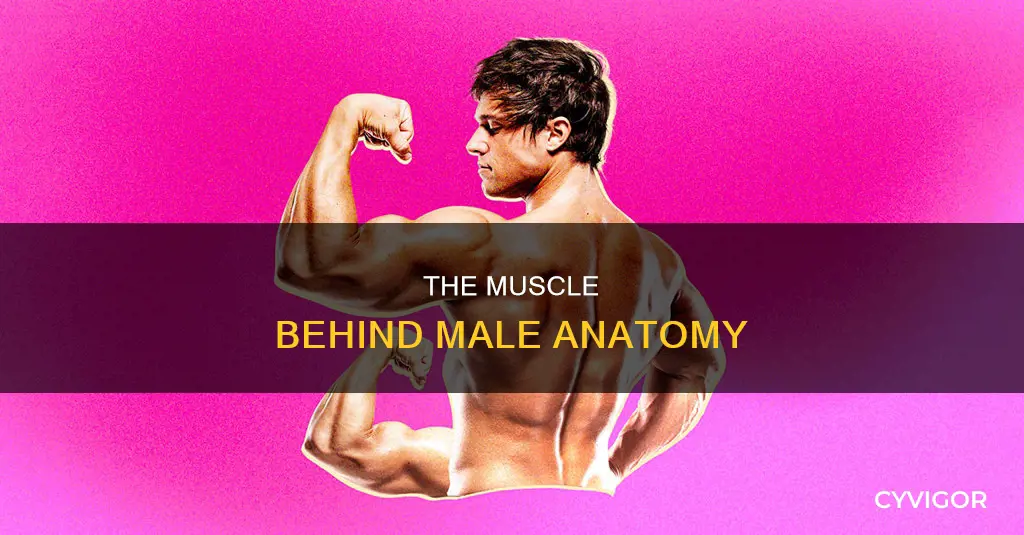 what muscle controls the penis