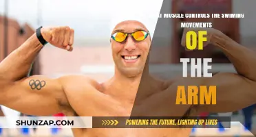 Key Muscles Driving Arm Swimming Movements: A Comprehensive Guide