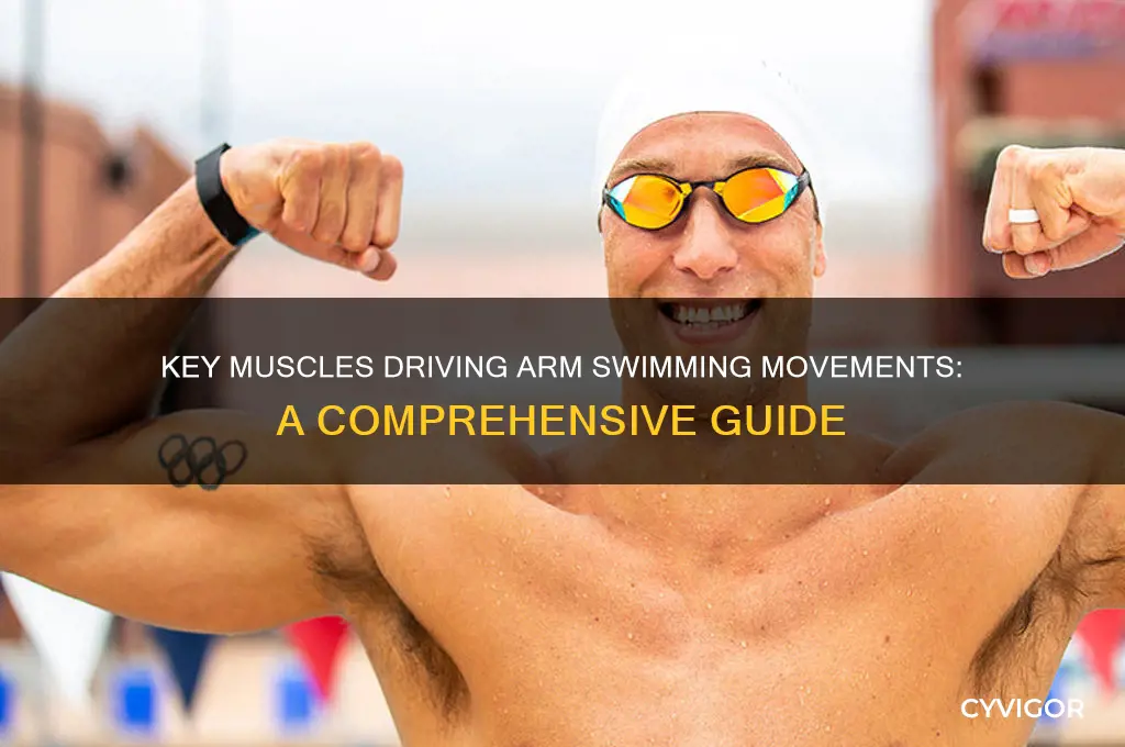 what muscle controls the swiming movements of the arm