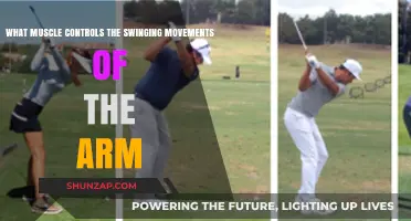 How the Latissimus Dorsi Powers Arm Swinging Movements