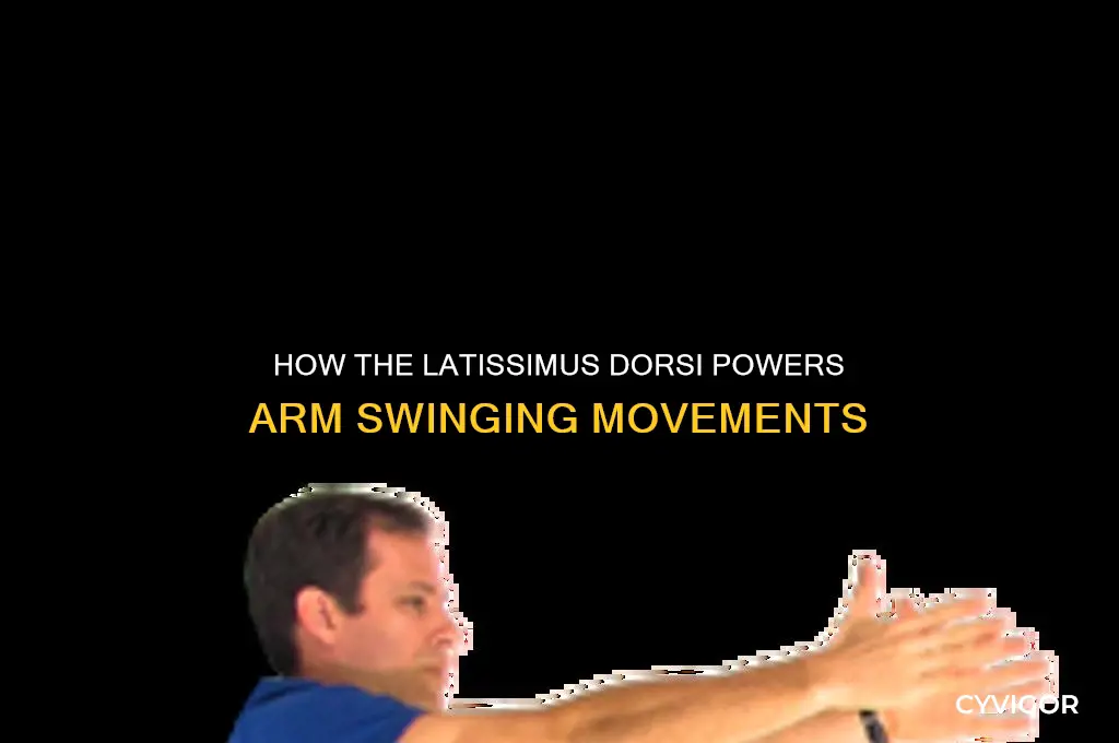 what muscle controls the swinging movements of the arm