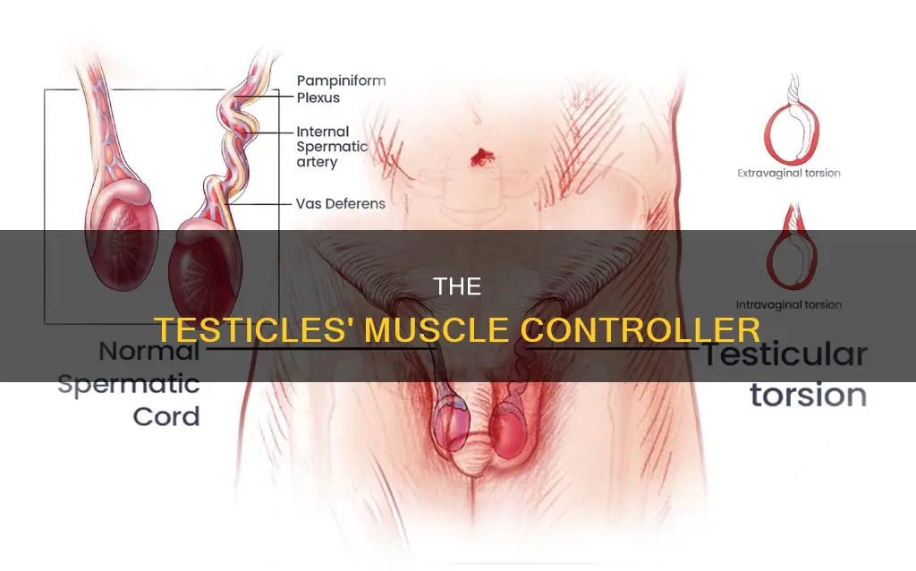 what muscle controls the testicles