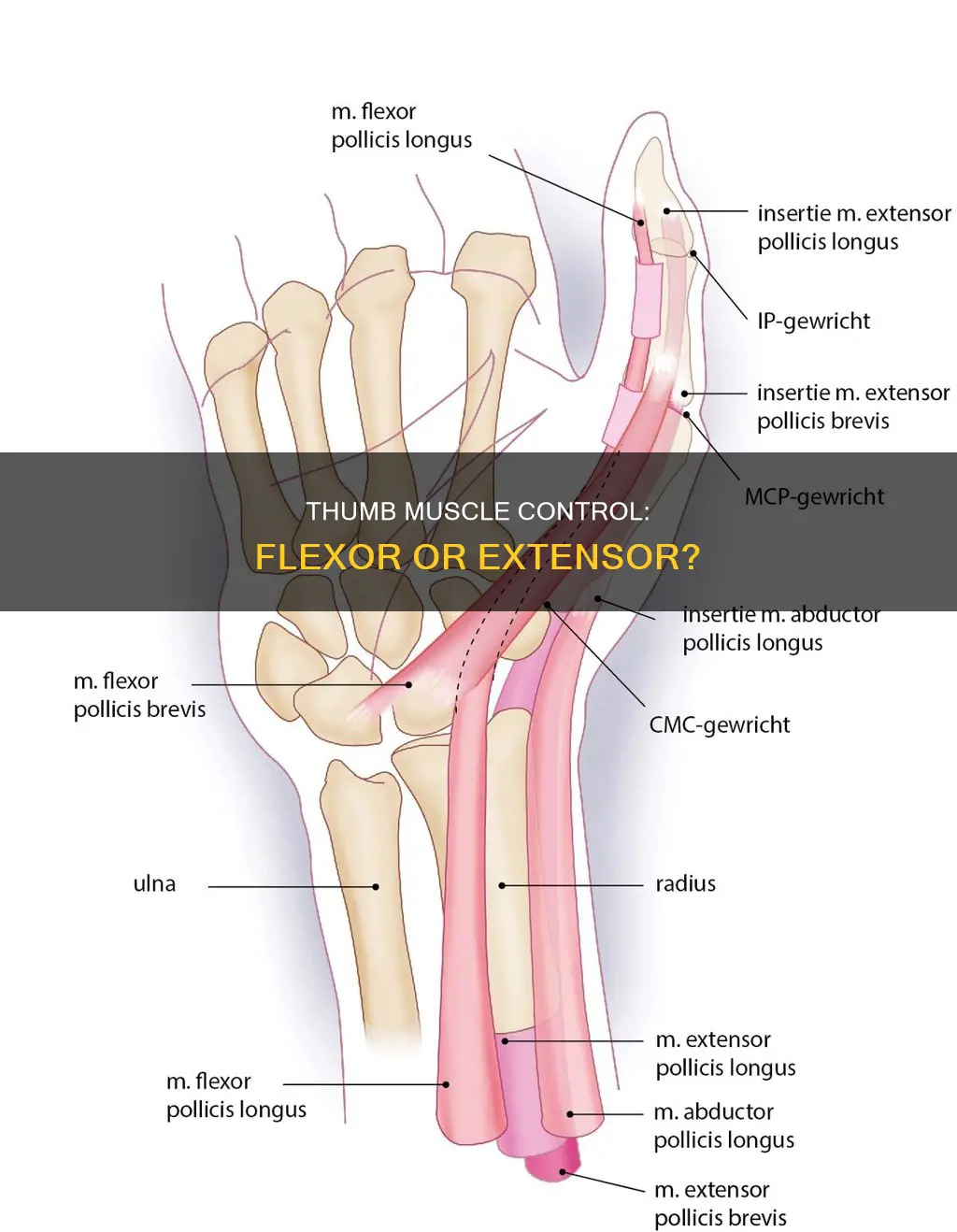 what muscle controls the thumb