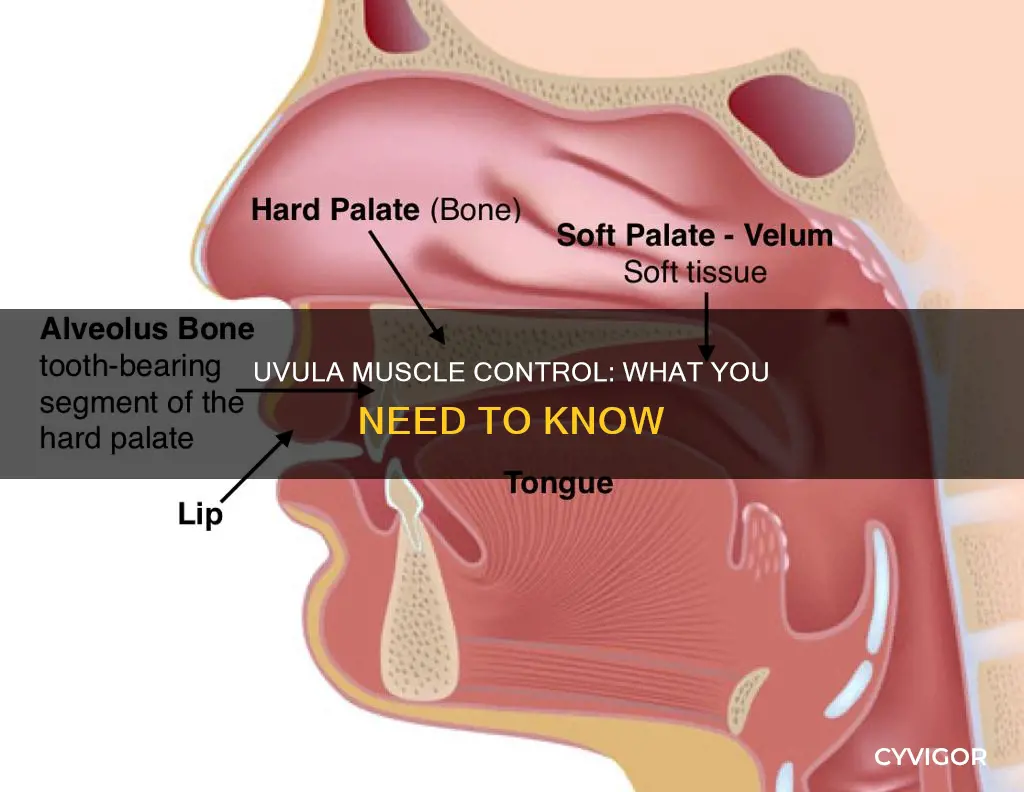 what muscle controls the uvula