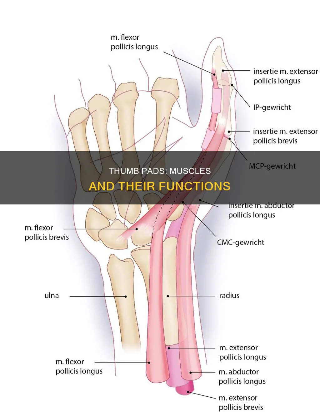 what muscle controls thumb pads