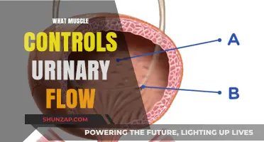 How Your Body Controls Urinary Flow