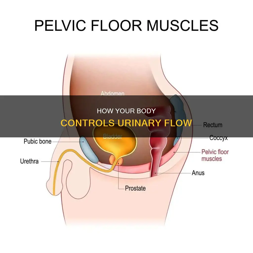 what muscle controls urinary flow