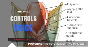How Your Voice Muscles Work