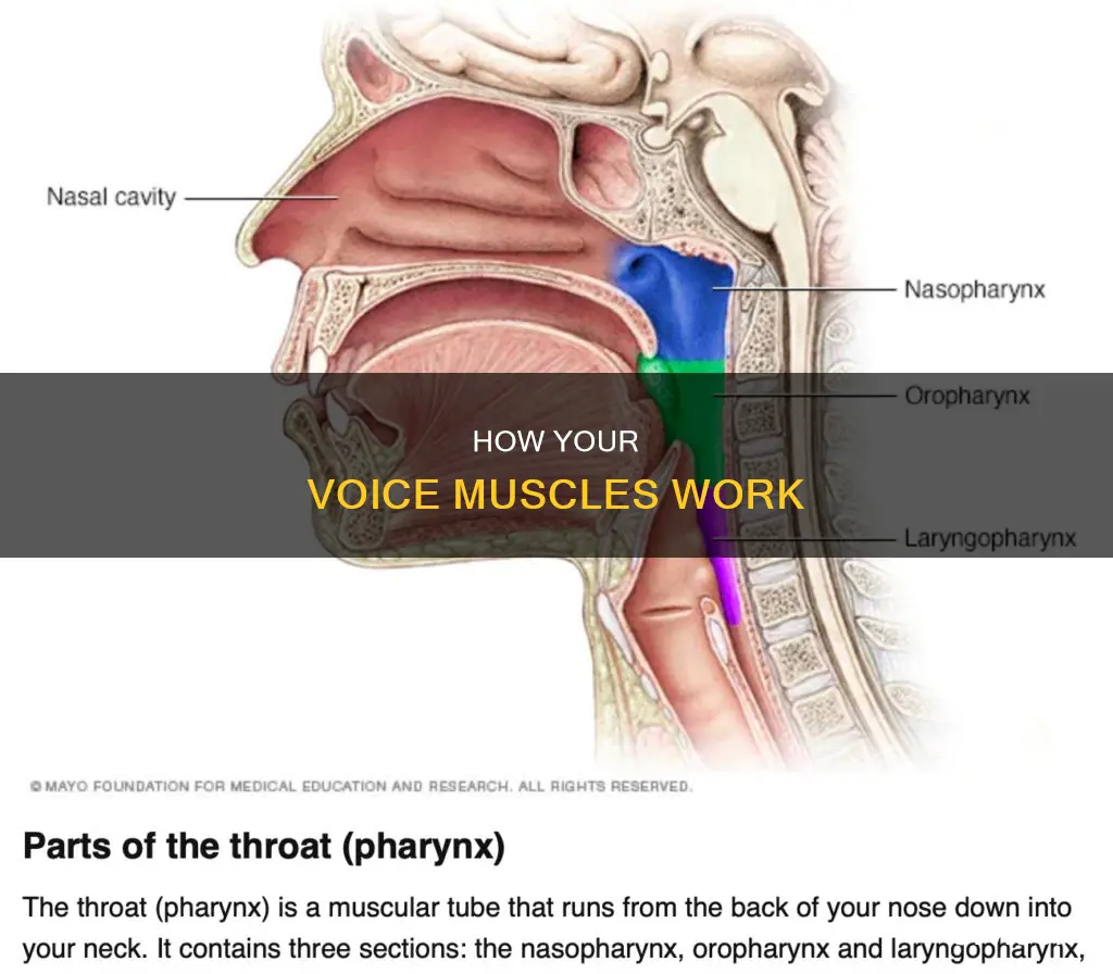 what muscle controls voice