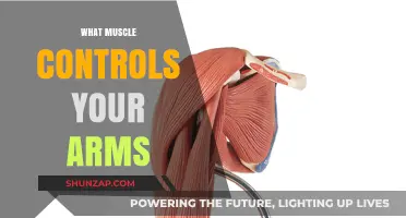 Understanding the Muscles That Control Arm Movement and Function