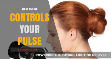 Pulse and Muscles: The Heart's Control