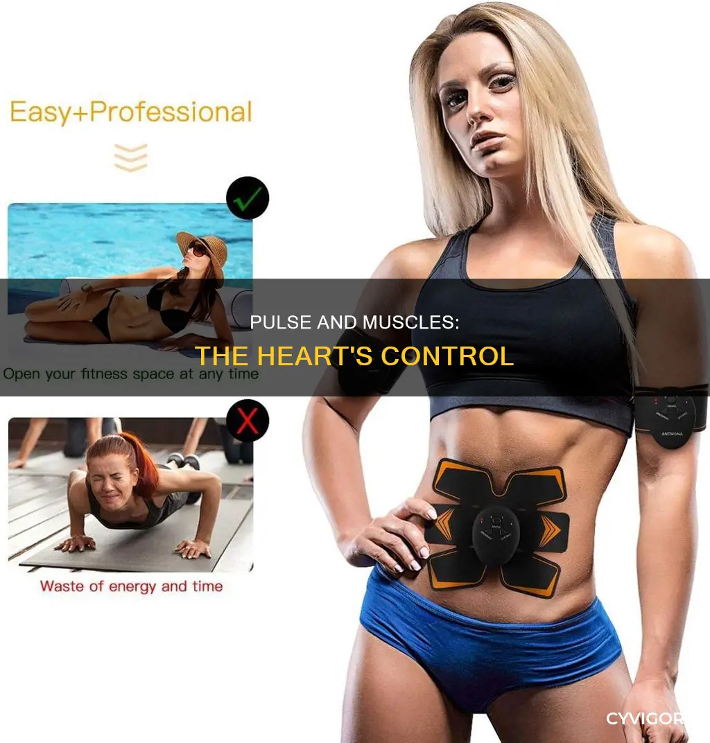 what muscle controls your pulse