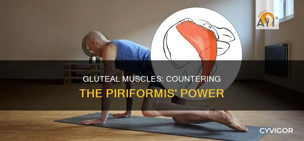 what muscle counters piriformis