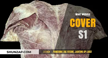 Spinal Muscles: Covering the S1 Region