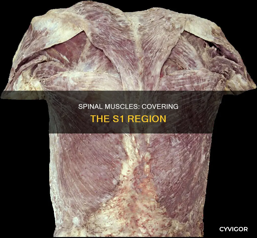 what muscle cover s1