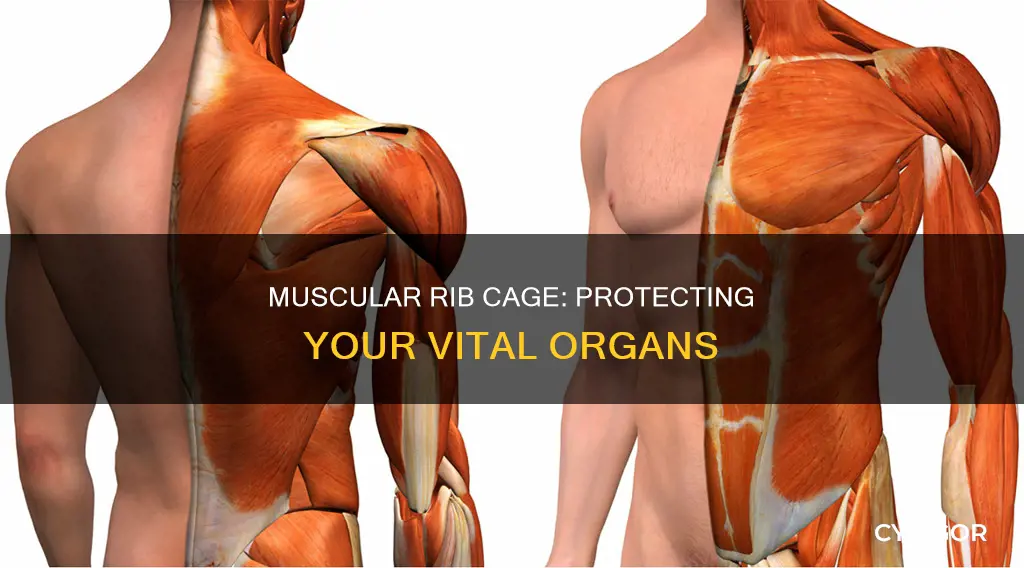 what muscle cover the ribs