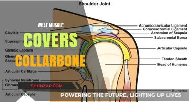 The Collarbone's Muscular Cover-Up: What Lies Beneath?