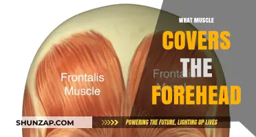 The Forehead Muscle: What You Need to Know
