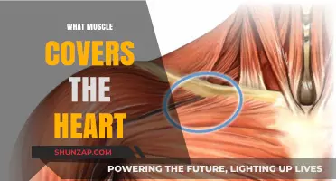 The Heart's Protector: Unveiling the Mighty Muscle Guard