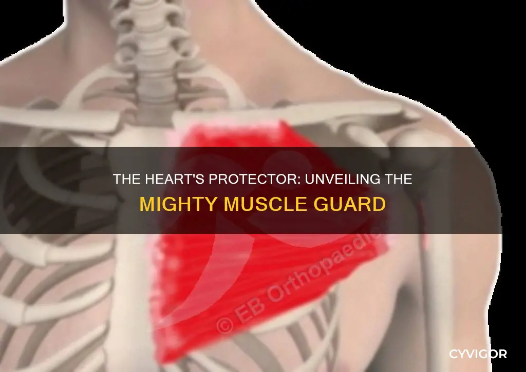 what muscle covers the heart