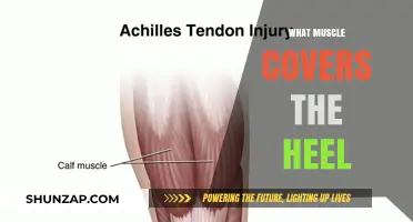 Heel Muscles: Uncovering the Mystery of Our Steps
