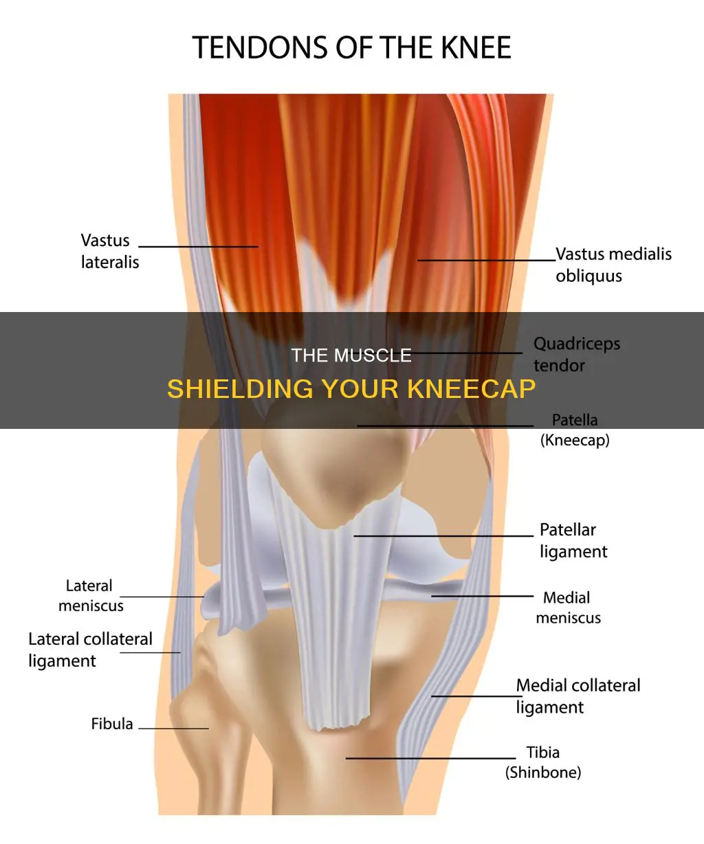 what muscle covers the kneecap