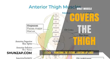 Understanding the Quadriceps and Their Role in Thigh Movement