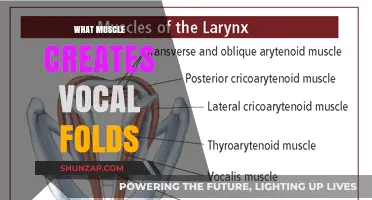 Muscles Behind Vocal Folds: A Deep Dive