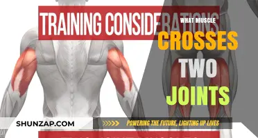 Muscles that Move Multiple Joints