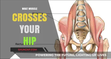 Unlocking Hip Muscles: Understanding the Complex Network