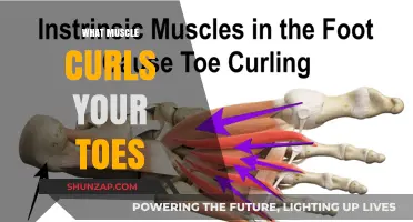 Toe Curls: Which Muscles Are Involved and Why?