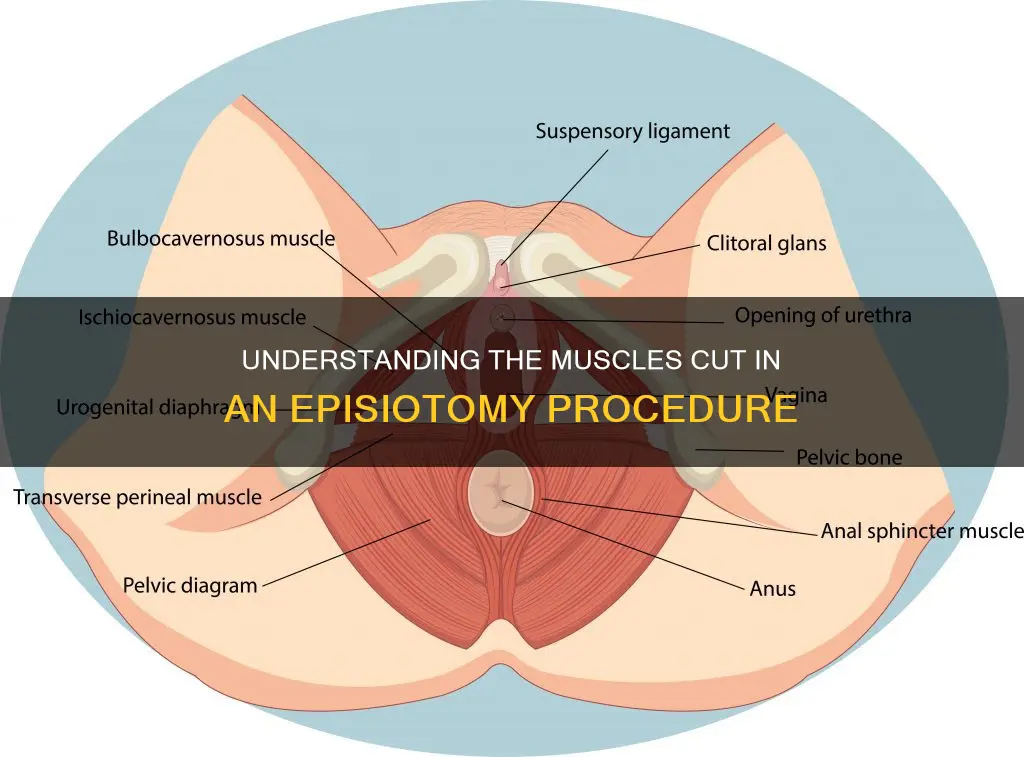 what muscle cut in episiotomy
