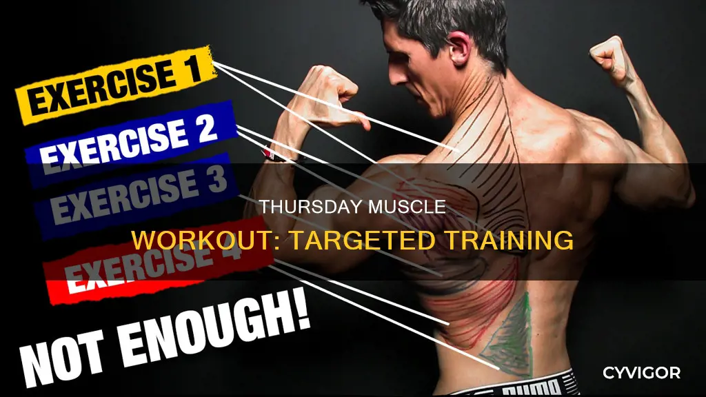 what muscle day is thursday