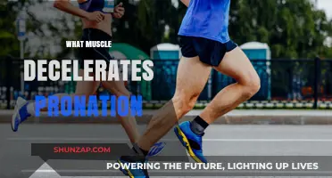 Understanding the Muscles That Control Pronation